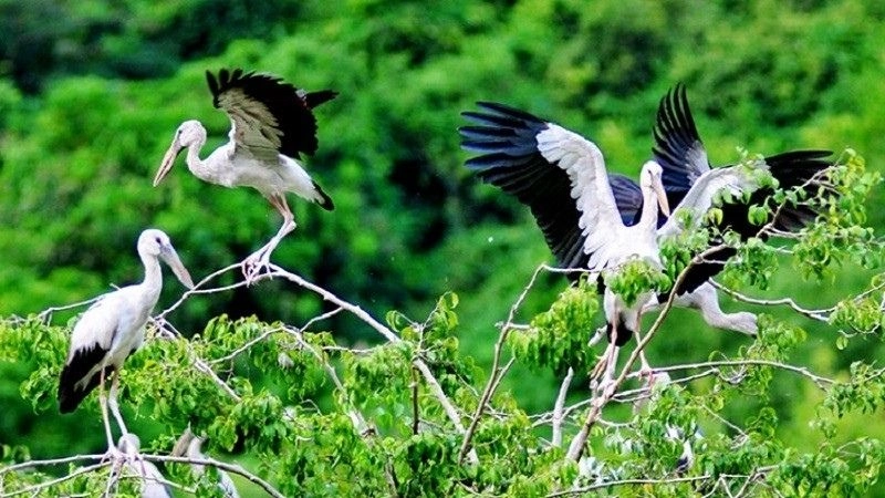 Ảnh Cà Mau đẹp ghi lại khoảnh khắc tuyệt mỹ