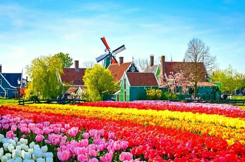 Ảnh hoa tulip Úc đẹp như tranh vẽ