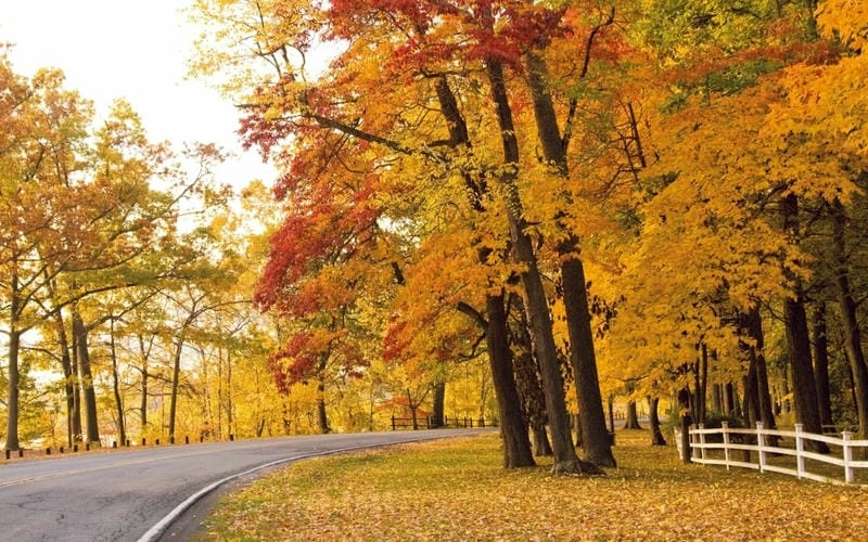 Ảnh lá đỏ Quebec đẹp rực rỡ và lãng mạn