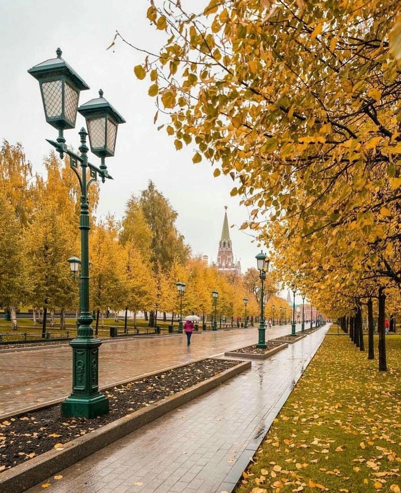 Ảnh lá vàng Moscow đẹp rực rỡ và lãng mạn