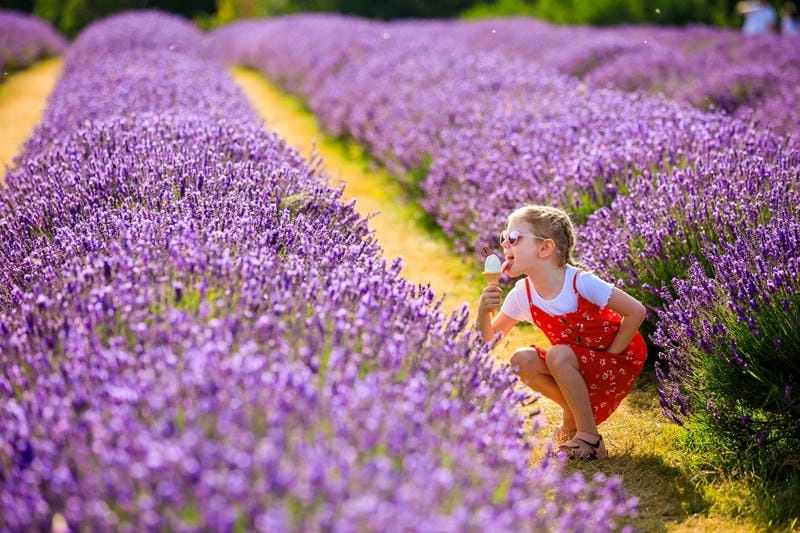 Ảnh lavender Anh rực rỡ và lãng mạn