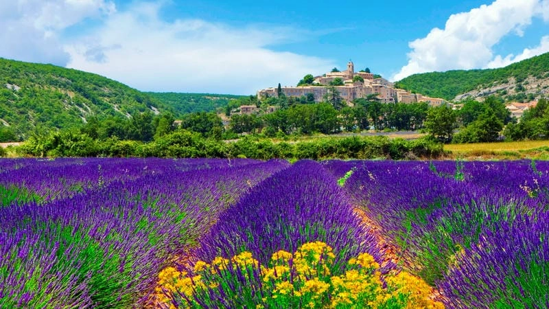Ảnh lavender Tây Ban Nha đẹp mê hồn