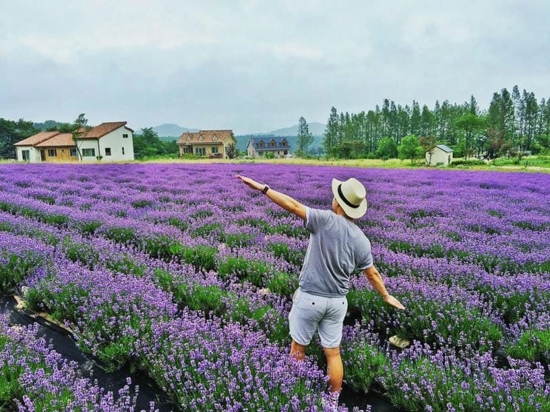 Ảnh oải hương Anh đẹp rực rỡ và thơ mộng