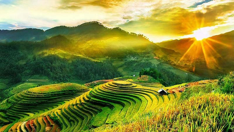 Ánh sáng rực rỡ bình minh lúa chín