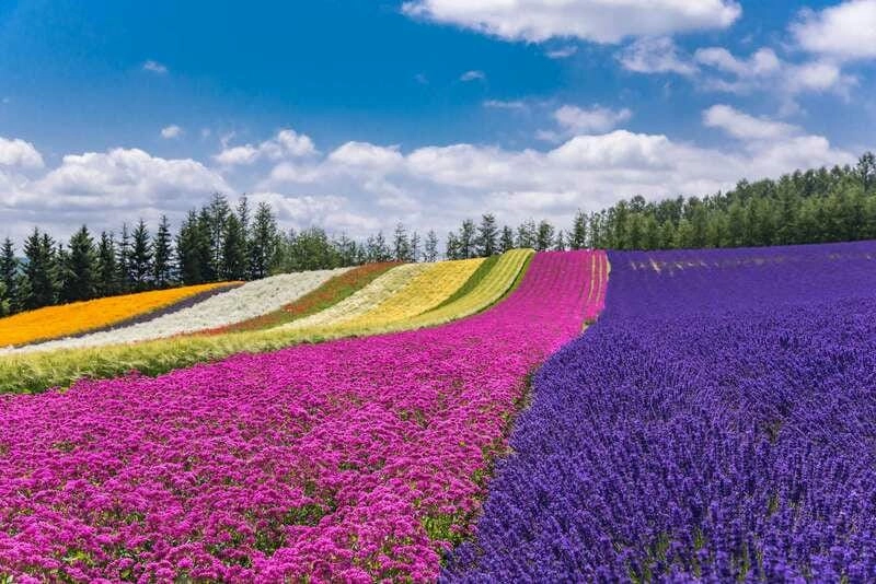 Anh thơ mộng với sắc hoa lavender
