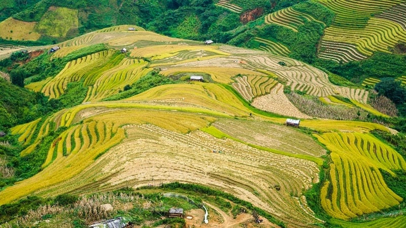 Bản làng Sơn La giữa mùa thu lúa chín đẹp tuyệt