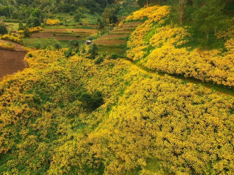 Bình minh dã quỳ nhẹ nhàng và ấm áp