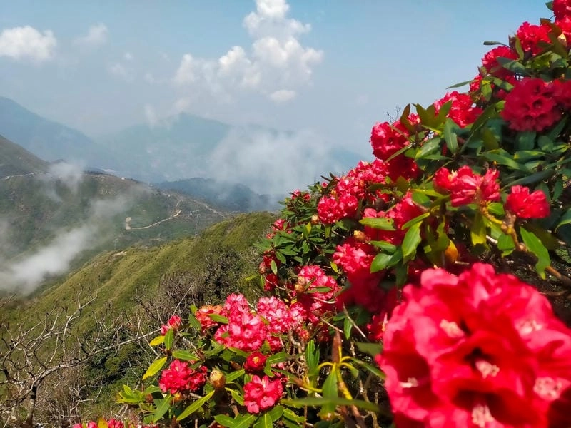 Bình minh đỗ quyên ở Nepal đẹp đến nao lòng