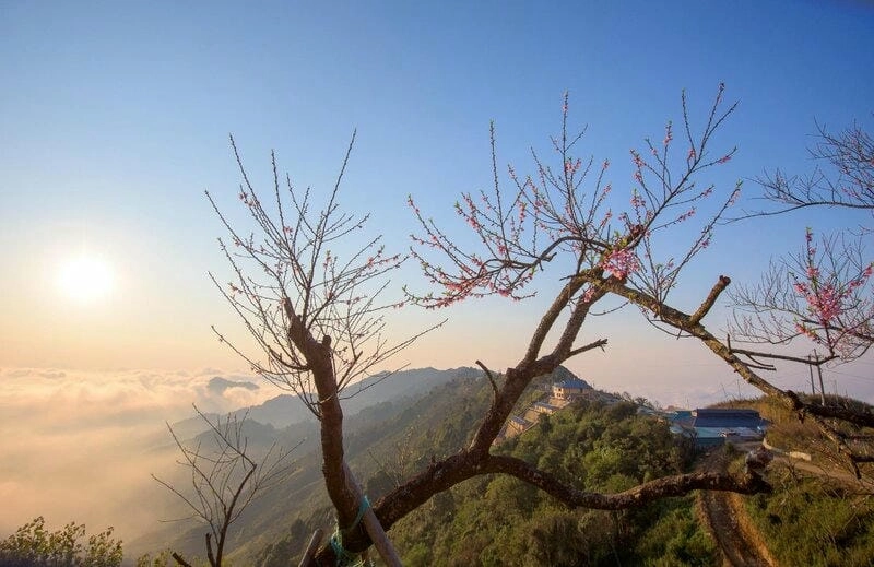 Bình minh hoa đào Lai Châu thơ mộng ngây ngất