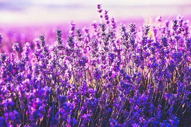 Bình minh lavender ở Anh đẹp đến nao lòng