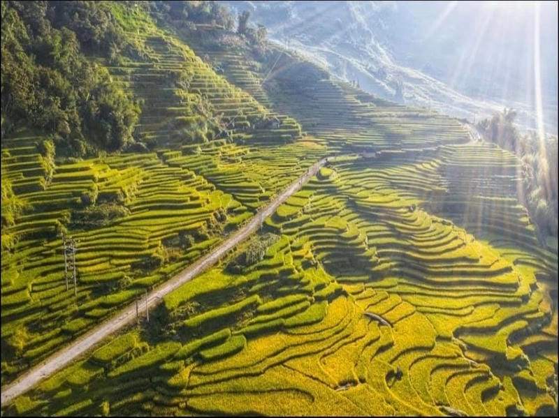 Bình minh lúa chín Lào Cai rực rỡ ánh nắng đầu