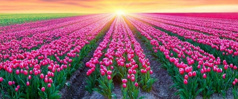 Bình minh tulip ở Hà Lan đẹp nao lòng.