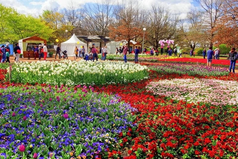 Bình minh tulip ở Úc đẹp nao lòng