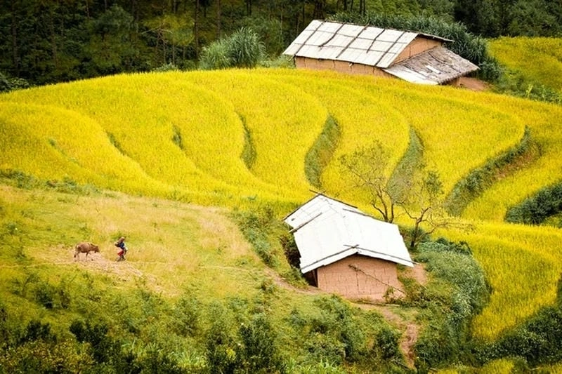 Bừng sáng đồng quê lúa vàng rực rỡ