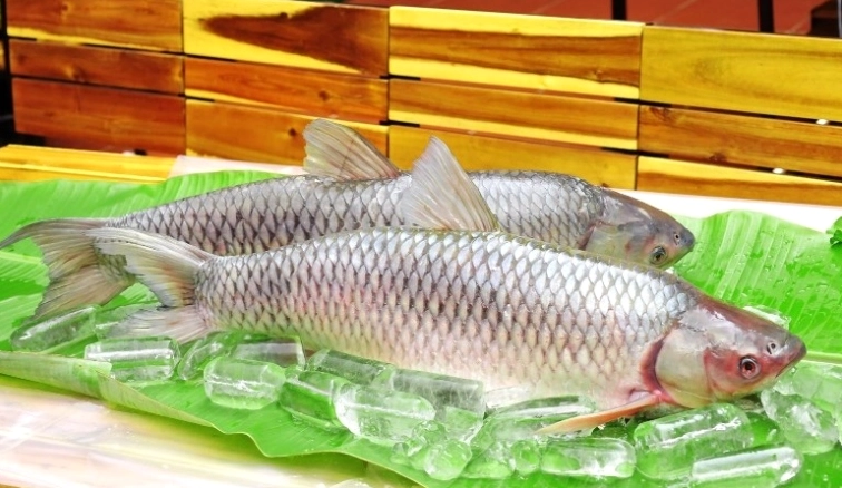 Cá Trắm Cỏ: Khám Phá Đặc Điểm, Giá Trị Dinh Dưỡng và Bí Quyết Nuôi