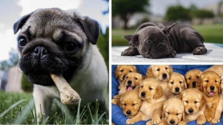 Cách chăm sóc chó con mới sinh như thế nào cho đúng nhất