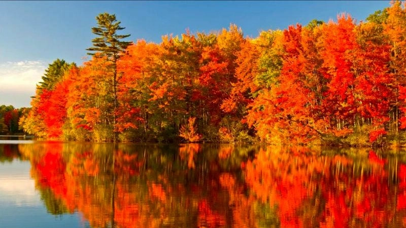 Canada thơ mộng ngập tràn sắc lá đỏ mùa thu.