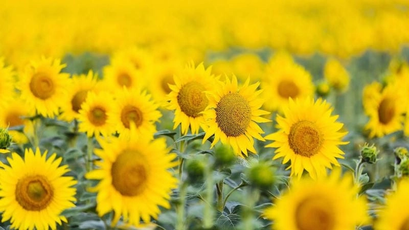 Cánh đồng hướng dương rực rỡ sắc vàng