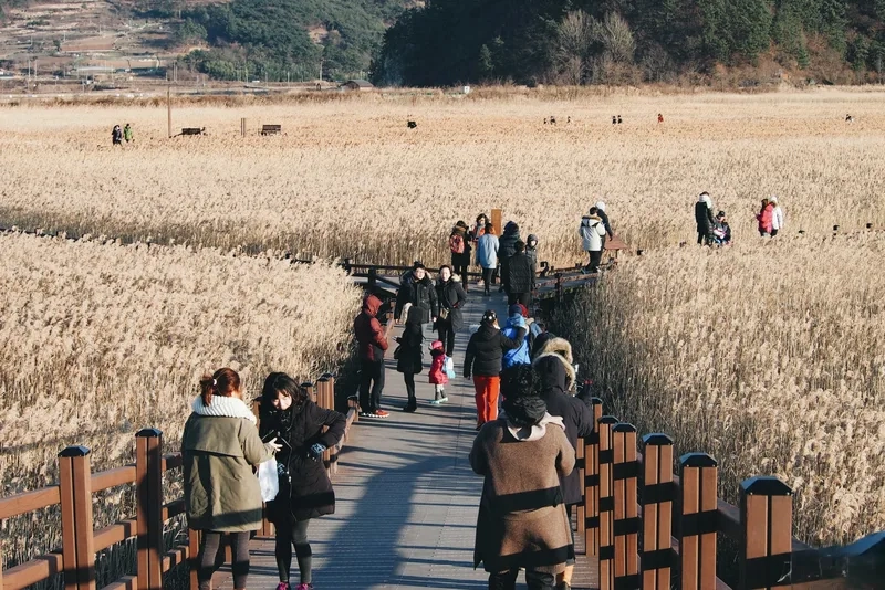 Cánh đồng lau ở Suncheon đón gió mùa thu