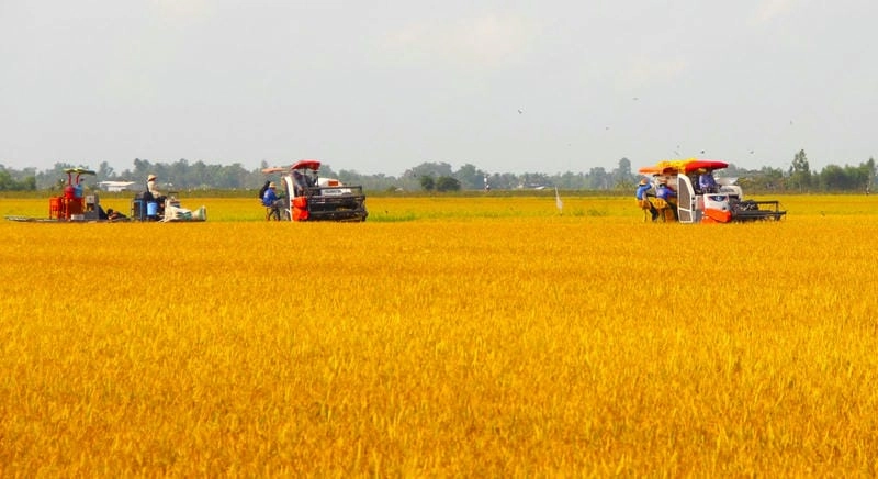 Cánh đồng Long An bạt ngàn vào mùa gặt