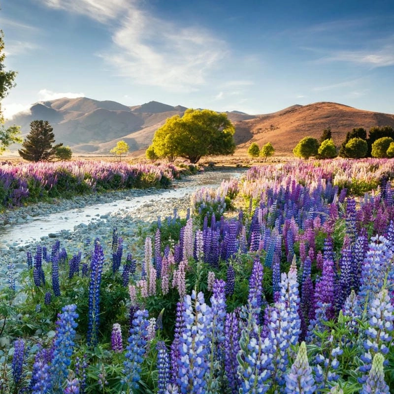 Cánh đồng Lupins đầy màu sắc rực rỡ