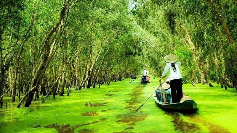 Cảnh quan Rừng U Minh Hạ xanh ngút ngàn mênh mông
