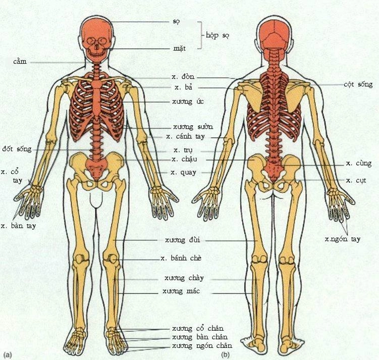 Cấu trúc và chức năng kỳ diệu của xương giúp bảo vệ toàn bộ cơ thể
