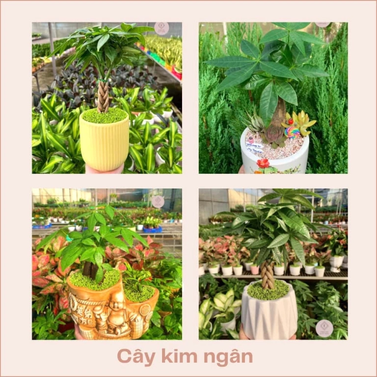 Cây Kim Ngân Để Bàn Ý Nghĩa và Cách Chăm Sóc Hiệu Quả