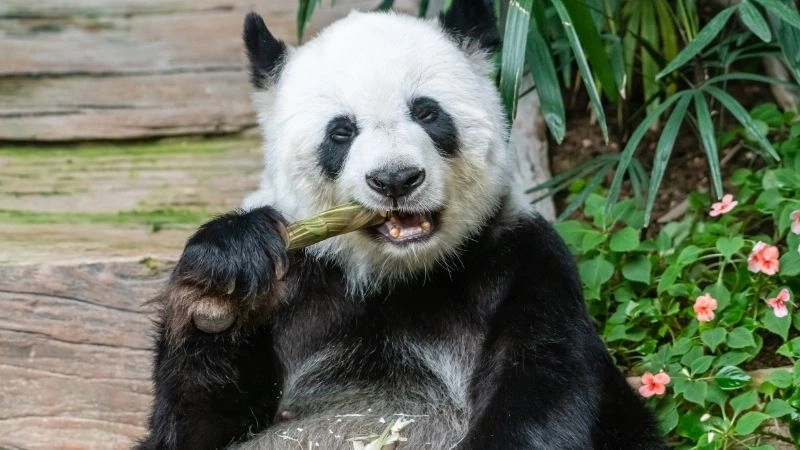 Chế độ ăn gấu trúc thích nghi với môi trường núi