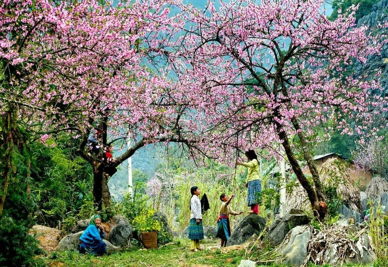 Chiêm ngưỡng bộ ảnh hoa ban Sapa tuyệt đẹp tinh khôi