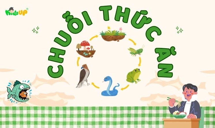 Chuỗi thức ăn là gì? Khám phá các tầng bậc và vai trò trong hệ sinh thái