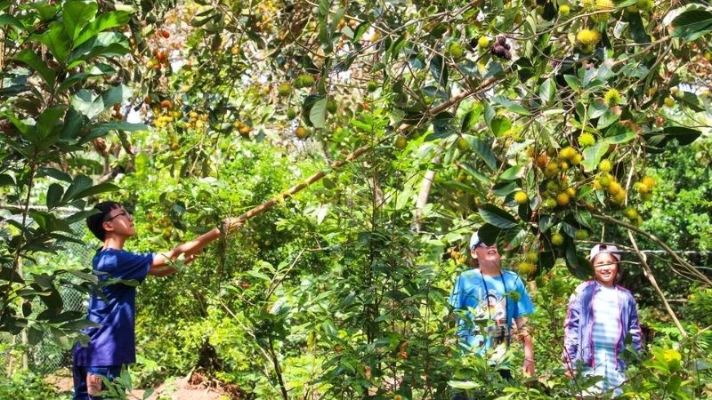 Cồn Thới Sơn Tiền Giang ảnh đẹp giữa sông nước