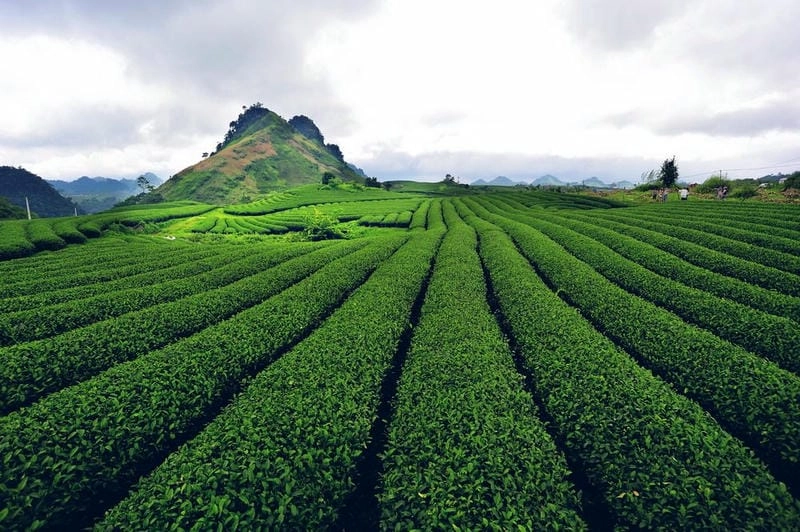Công nhân thu hoạch lá non tại đồi chè Lâm Đồng