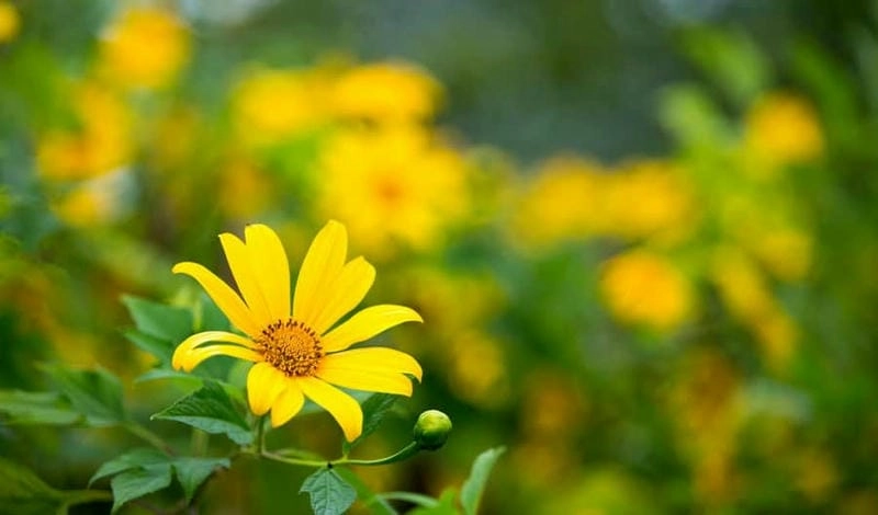 Đà Lạt thơ mộng giữa mùa hoa vàng