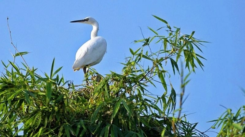 Đảo Cò Chi Lăng Nam thiên đường của cò trắng