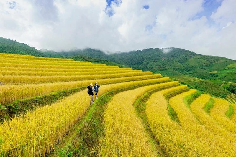 Địa điểm ngắm lúa chín Sơn La đẹp nhất bạn nên đến