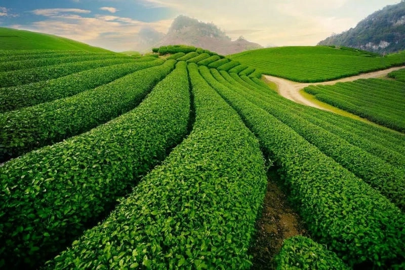 Đồi chè Cầu Đất Đà Lạt với không gian yên bình