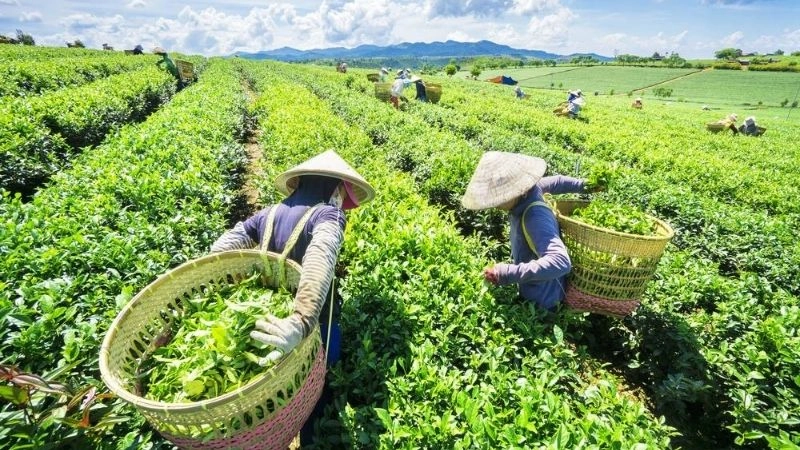 Đồi chè đẹp điểm hẹn lý tưởng cho du khách