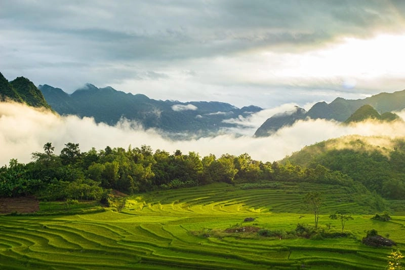 Đồi chè Thanh Chương, cảnh quan Nghệ An ngập sắc xanh tươi