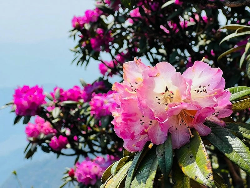 Đồi hoa đỗ quyên đẹp ngỡ ngàng