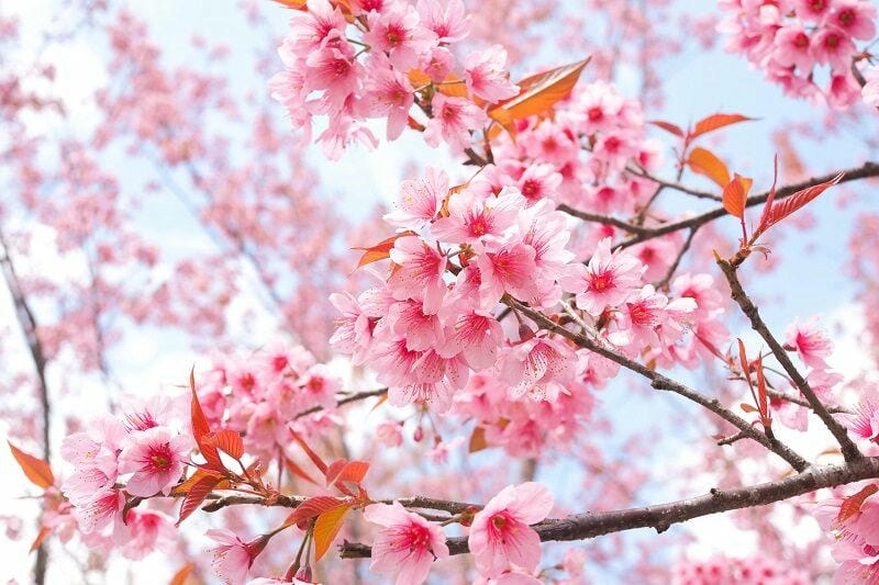 Đường hoa anh đào trải dài lãng mạn