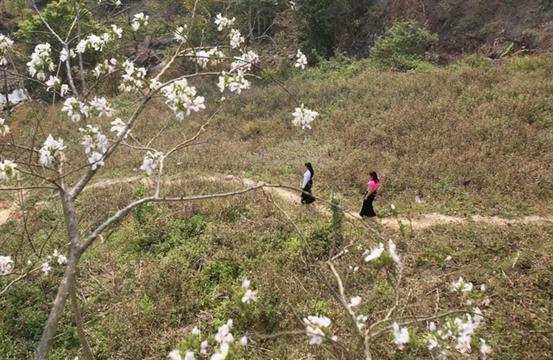 Đường mòn hoa ban dẫn lối khám phá mùa xuân Sơn La