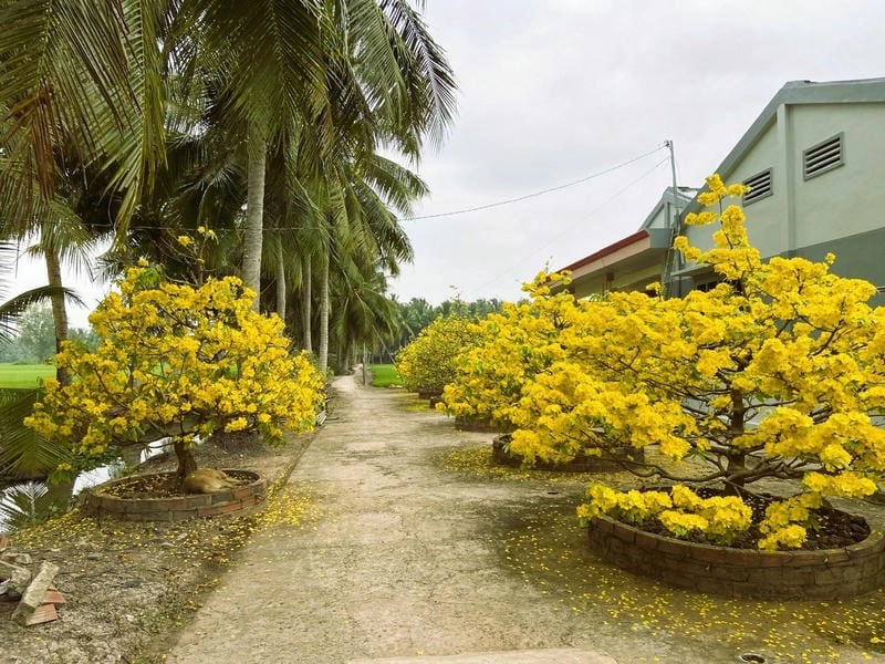 Đường mòn hoa mai Đồng Tháp trải dài rực rỡ