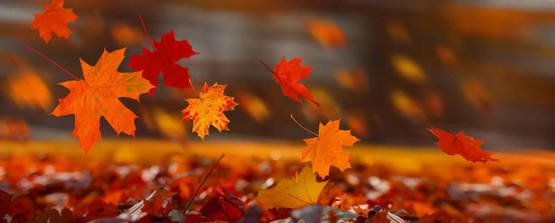 Đường mòn lá đỏ trải dài lãng mạn