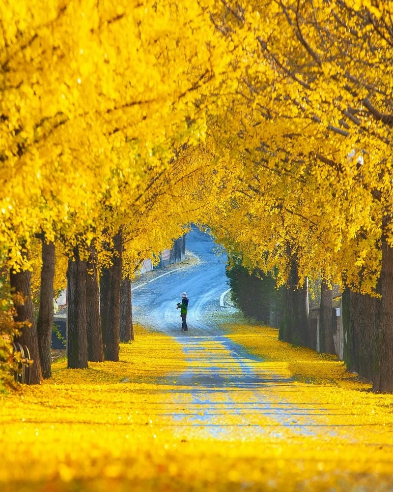 Đường mòn lá vàng trải dài lãng mạn