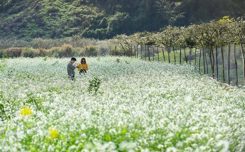 Ghi lại khoảnh khắc trong mùa hoa thơ mộng đẹp nao lòng