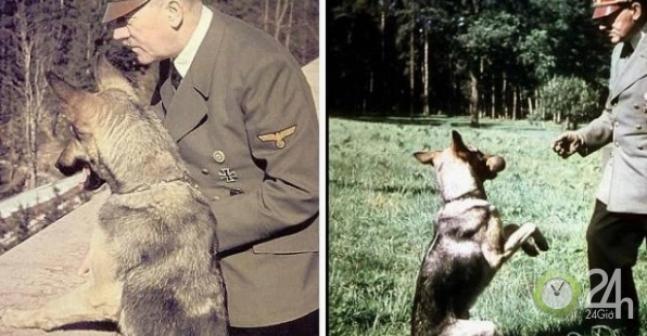 Giải mã hiện tượng "mèo Hitler": Sự thật đằng sau bộ ria mép đặc biệt