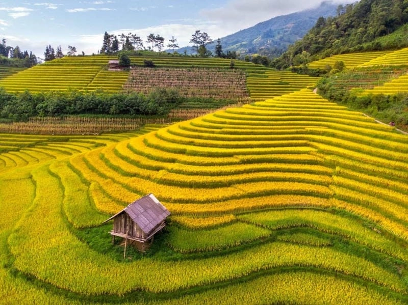 Góc nhìn Sapa thơ mộng giữa mùa thu trải vàng đầy mê hoặc