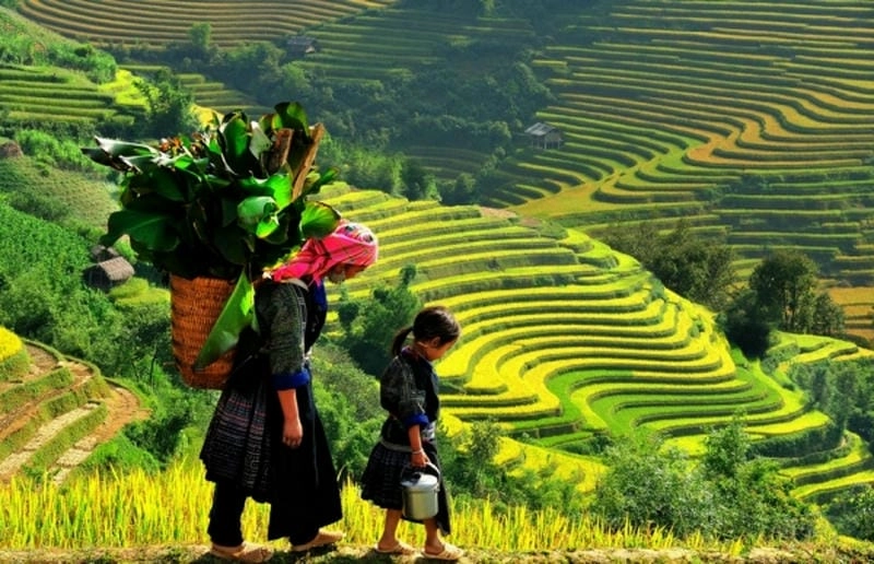 Góc nhìn vàng óng trong ảnh lúa chín Điện Biên