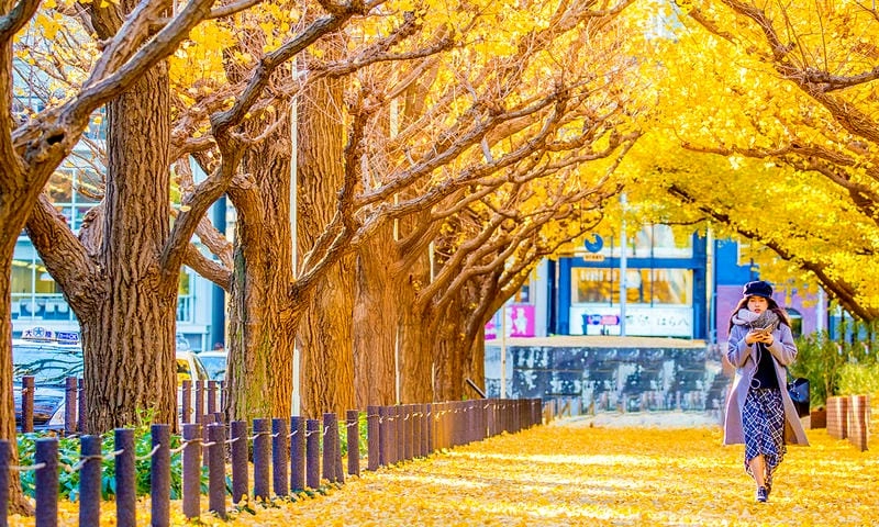 Hà Lan thơ mộng với sắc lá đỏ